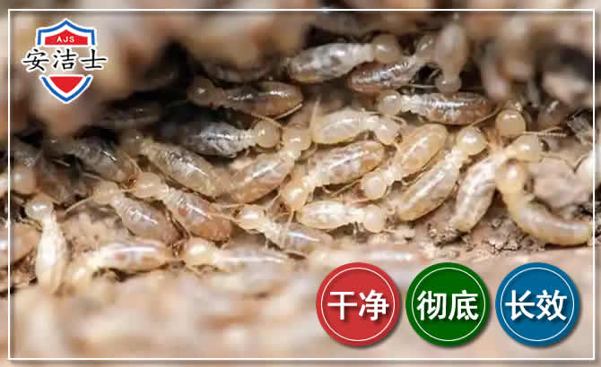 桐乡白蚁防治