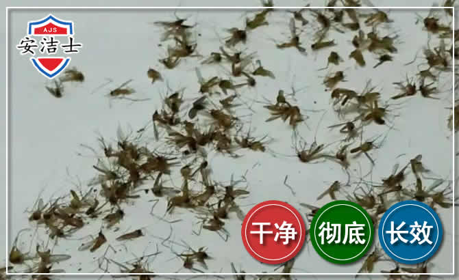 桐乡苍蝇防治-灭蝇