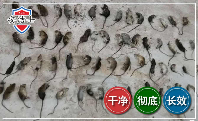 桐乡鼠害防治-灭鼠