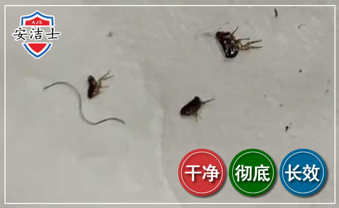 桐乡跳蚤防治-灭跳蚤