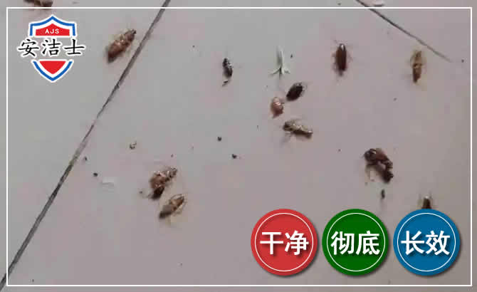 桐乡蟑螂防治-灭蟑螂