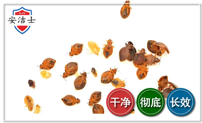 桐乡臭虫防治-消灭臭虫